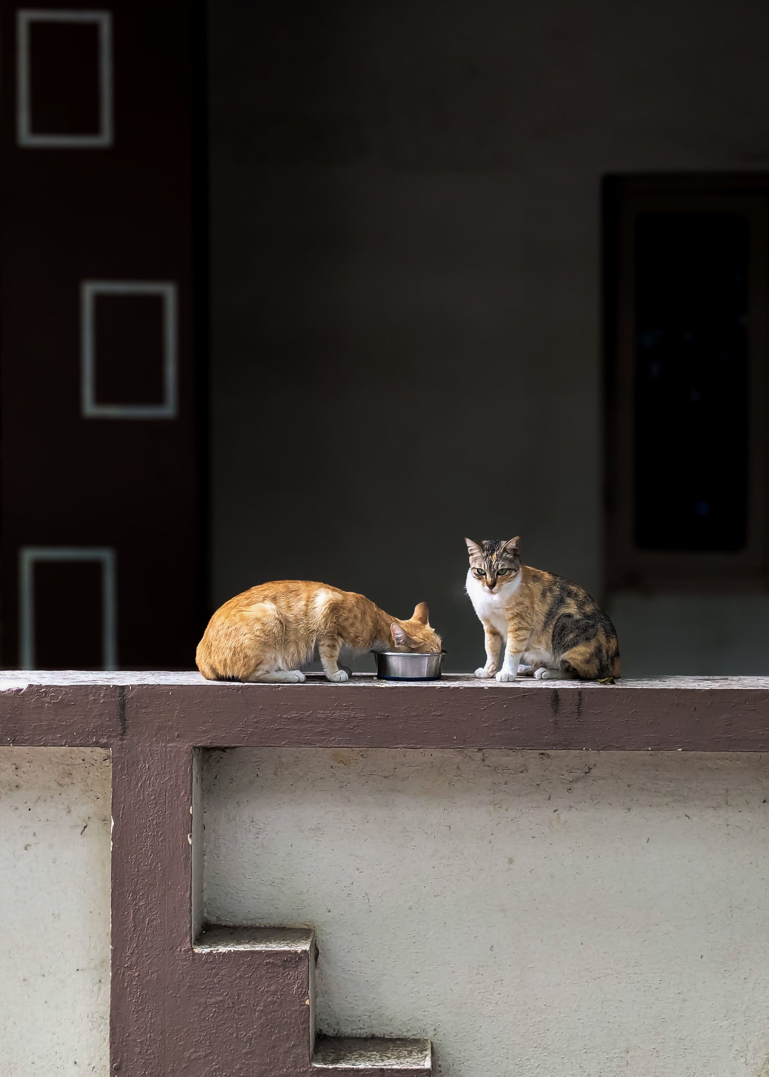 BestCats