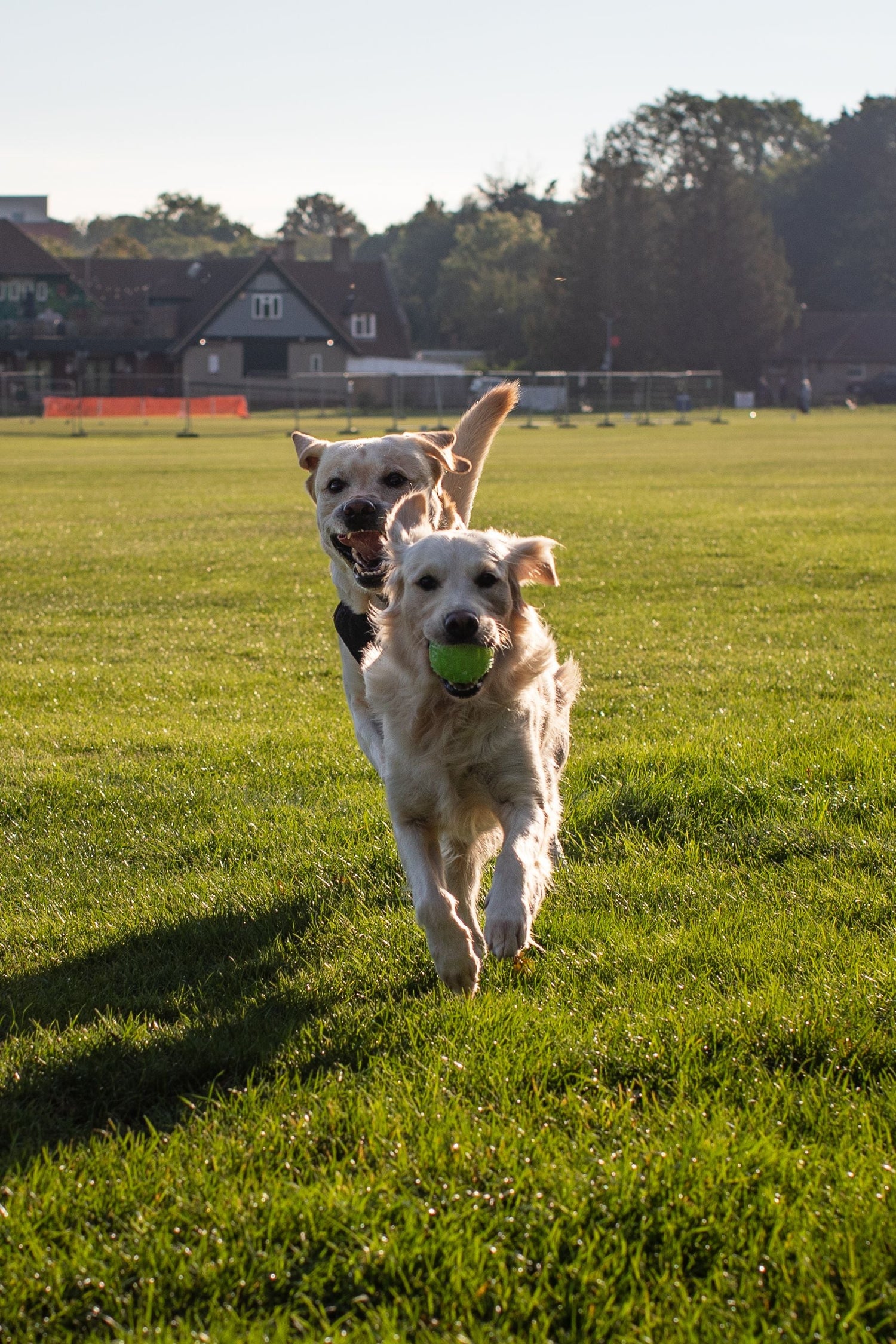 BestDogs